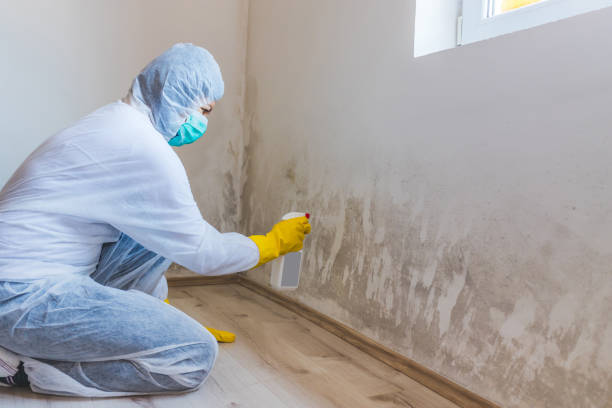 Licensed Mold Testing service in Fayetteville, NY - WQB Mold Removal